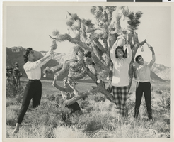 Photograph of Bluebell Girls hanging Christmas decorations at Red Rock Canyon, Las Vegas, 1958