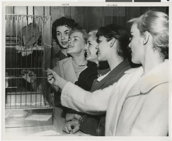 Photograph of Bluebell Girls looking at bird in a cage, Las Vegas, 1958