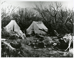 Photograph of a tent camp in a mesquite grove, possibly Ash Grove, Nevada, circa 1880s-1890s