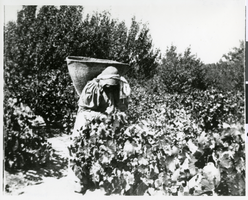 Photograph of an Indian woman with a burden basket on her back harvesting a crop, possibly in Pahrump, Nevada, circa 1900s-1910s