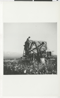 Photograph of cotton picker at Lazy 88 Ranch in Pahrump, NV, circa 1954