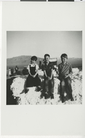 Photograph of a cotton crop at Lazy 88 Ranch in Pahrump, NV, 1954