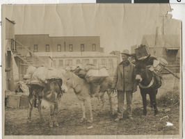Photograph of Cy E. Johnson with his burros, Goldfield, Nevada, circa 1906