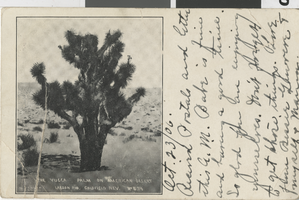 Postcard of the Yucca Palm on American Desert, Goldfield, Nevada, October 23, 1906