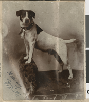 Photograph of a Jack Russell terrier, February 1897