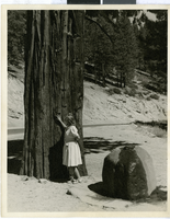 Photograph of a Redwood tree, Nevada, 1930-1940