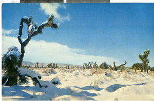 Postcard with photograph of winter in the desert, Nevada, 1940-1950