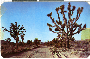 Postcard with photograph of Joshua trees, Nevada, 1940-1950