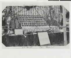 Photograph of exhibit at Clark County Fair, Las Vegas, 1925