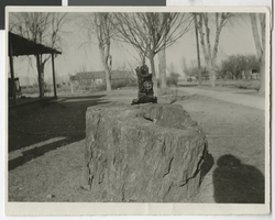 Photograph of petrified wood in a yard, 1910-1920