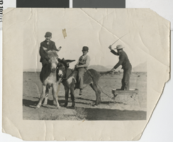 Photograph of Tom Lake, Spud Lake, and Jack Tuck with donkeys, 1920s