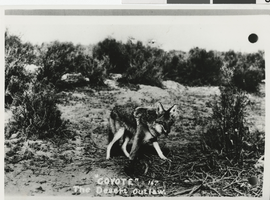 Photograph of a coyote in the Nevada desert, 1940s