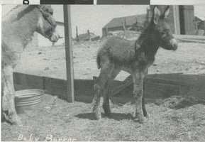 Postcard of a baby burro, Tonopah (Nev.), 1905