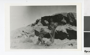 Photograph of a Bryant Whitmore and Rex the Wonder Horse filming a scene from "Black Cyclone," Logandale (Nev.), circa 1925