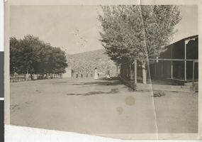 Postcard of trees along street, Goodsprings (Nev.), early 1900s