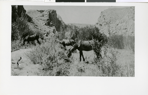 Photograph of horses grazing, Pioche (Nev.), circa 1916