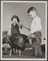 Thanksgiving, children with turkey: photographs