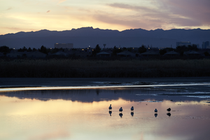 Clark County Wetlands Park, Clark County, Nevada: digital photograph
