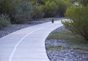 Racoon at the Clark County Wetlands Park, Clark County, Nevada: digital photograph