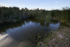 Clark County Wetlands Park, Clark County, Nevada: digital photograph