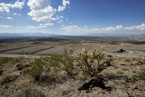 Native plants in an undisturbed area of the Ascaya development, Henderson, Nevada: digital photograph