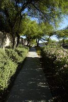 Lush landscaped sidewalk on West Sierra Woods Drive, Las Vegas, Nevada: digital photograph