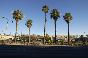 Palm trees on West Sahara Avenue west of Fort Apache Road, looking north, Las Vegas, Nevada: digital photograph