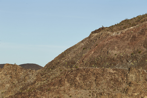 Desert bighorn ram at Ascaya development without homes, Henderson, Nevada: digital photograph