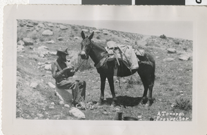 Prospector and burro, Tonopah, Nevada: photographic print