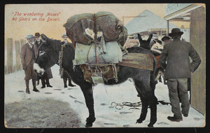 Pack mule in the snow: postcard