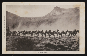 Mule team in the desert: postcard