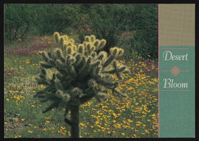 Cholla Cactus surrounded by Owl Clover Poppies: postcard