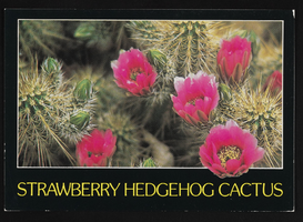 Strawberry hedgehog Cactus: postcard
