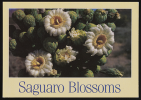 Saguaro Cactus Blossoms: postcard