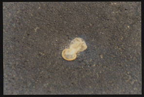 A used condom in the parking lot at Gay Pride: photographic print