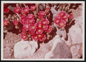 Desert flora: Beavertail cactus and Enceliopsis, taken in the Rainbow Gardens area east of Las Vegas, Nevada: photographic prints