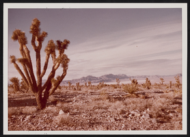 Nevada desert, Joshua trees and dry lake: photographic prints