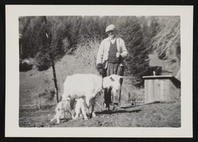 Man standing behind a goat milking two young goats in a field: photographic print