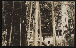 Trees near Siegfried home in Edmonds, Washington: postcard