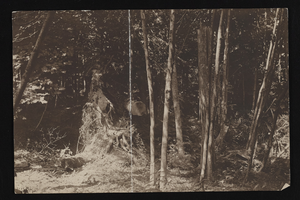 Trees on Siegfried house grounds in Edmonds, Washington: photographic print