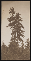 Trees near Siegfried home in Edmonds, Washington: photographic print