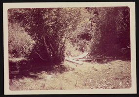 Wooden boards in front of a spring, Trail Canyon, Nevada: photographic print