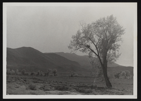 Trees in Carson River area, Virginia City, Nevada: photographic print