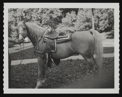 Edgewood Sunrise, Howard Cannon's palomino horse: photographic print