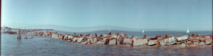 Sea lions on rocks an Monterey marina, Monterey, California: panoramic photograph