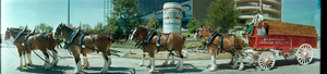 Budweiser Clydesdale horses, Chicago, Illinois: panoramic photograph