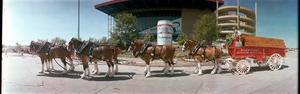 Budweiser Clydesdale horses, Chicago, Illinois: panoramic photograph