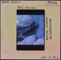 Photographic slide of a log, Tule Springs, Nevada, January 15, 1963