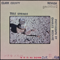 Photographic slide of rockas at Tule Springs, Nevada, October 1962