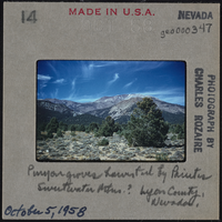 Photographic slide of Pinyon groves, Lyon County, Nevada, October 5, 1958